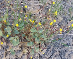 Chylismia scapoidea