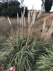 Cortaderia selloana