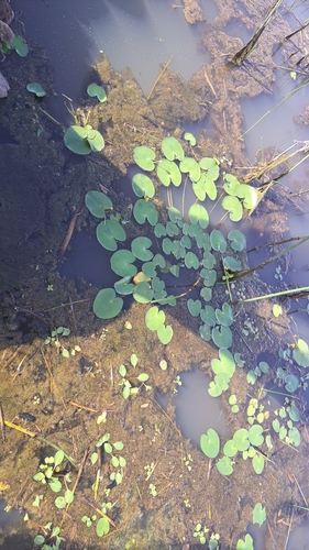 Nymphoides fallax (Nymphoides fallax)