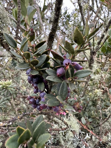 Image of Vaccinium floribundum by (c) Nicolás Baresch Uribe, some rights reserved (CC BY)