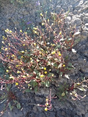 Chylismia scapoidea