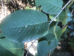 Annona senegalensis senegalensis