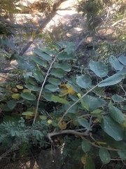Annona senegalensis senegalensis
