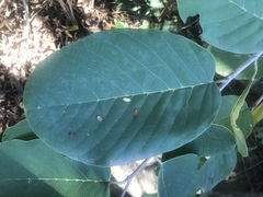 Annona senegalensis senegalensis