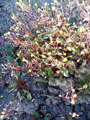 Chylismia scapoidea