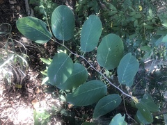 Annona senegalensis senegalensis