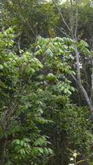 Thyrsodium spruceanum