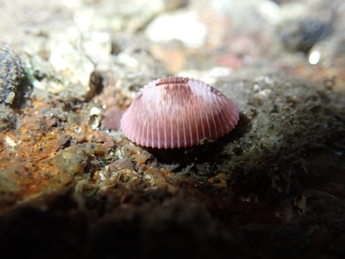Niveria pacifica observed 2024-08-04