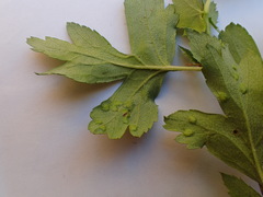 Eriophyes crataegi