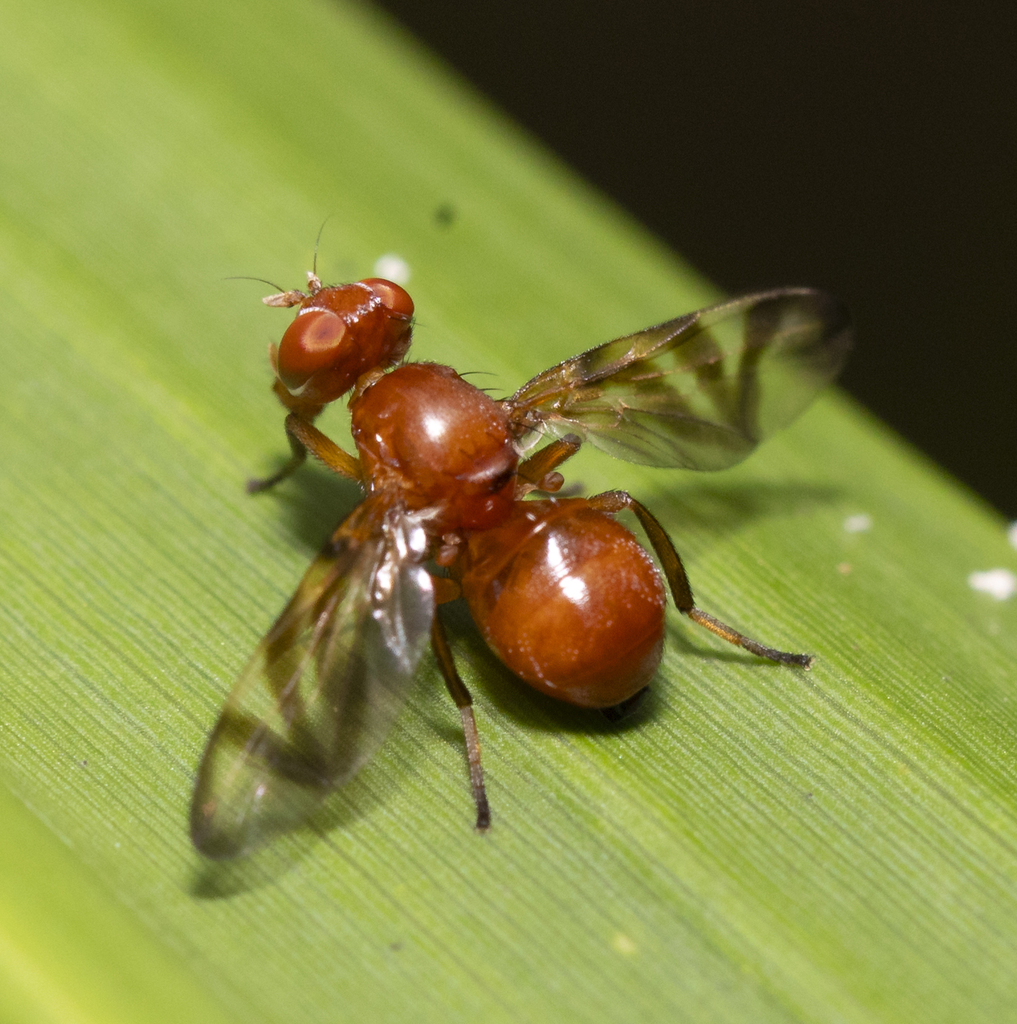 Rivellia succinata