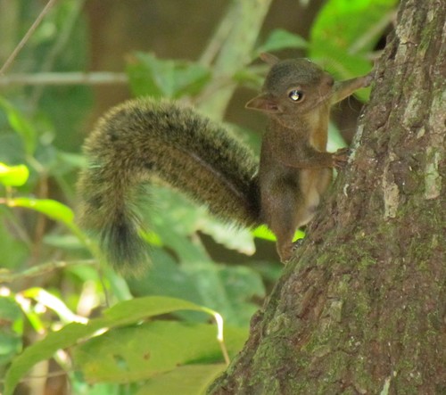 Guianan Squirrel