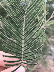 Acacia mearnsii