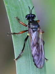 Dioctria
