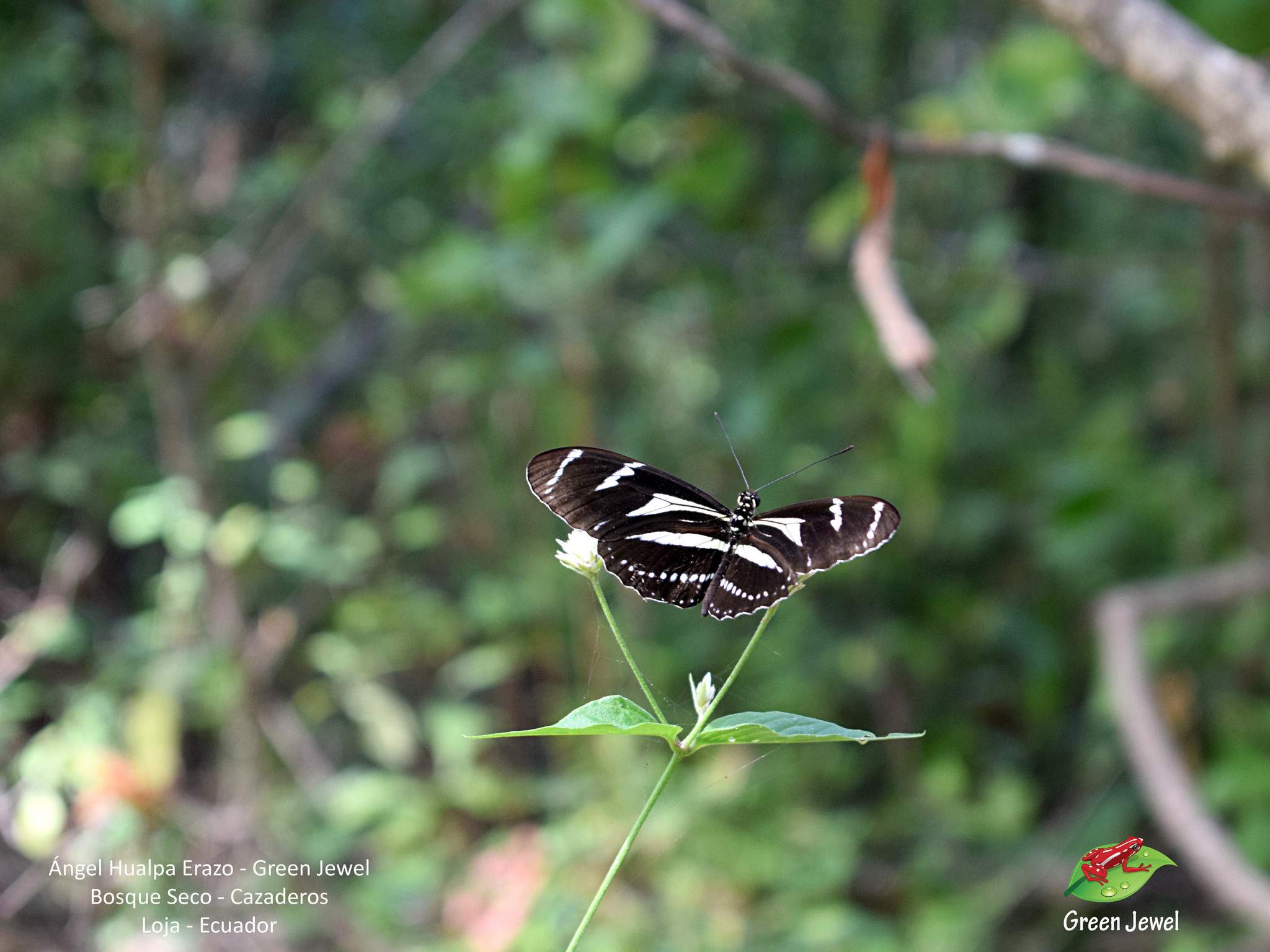 Heliconius image