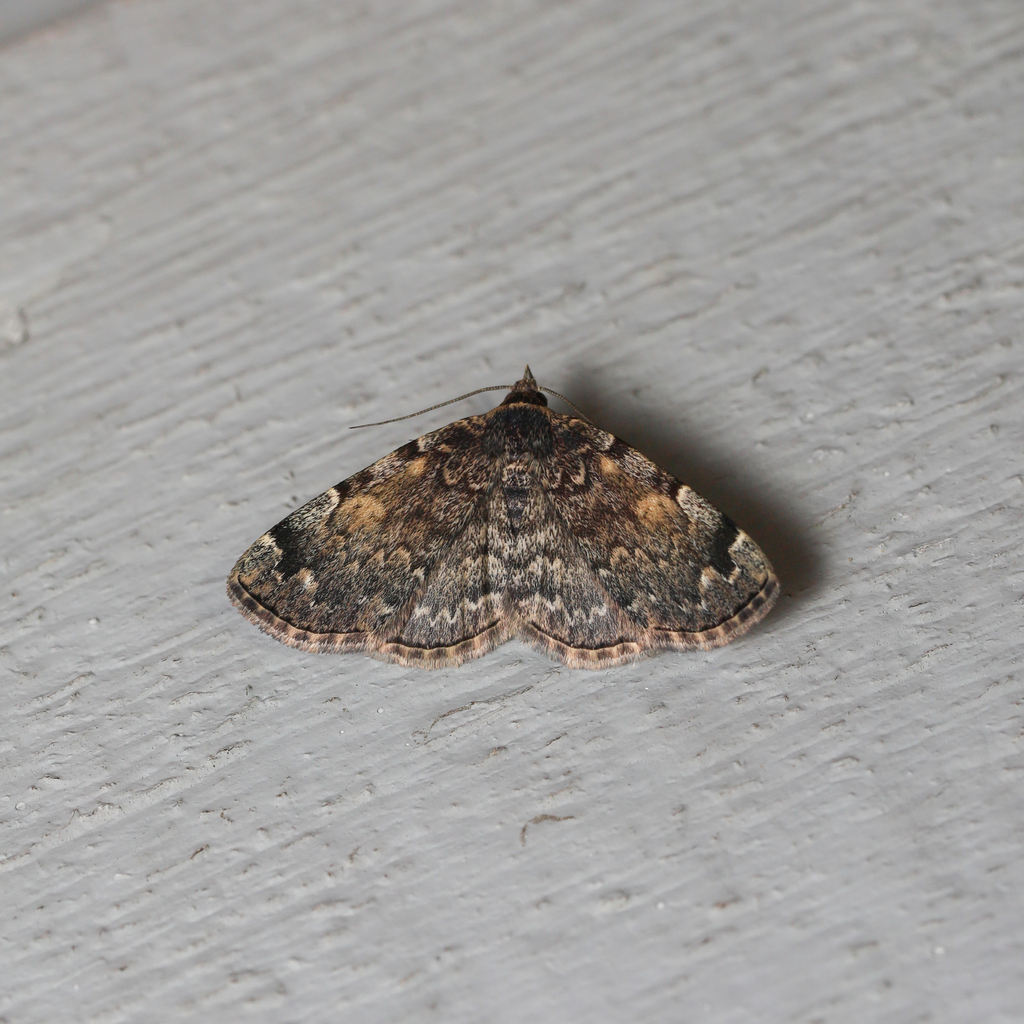 Greater Idia Moth