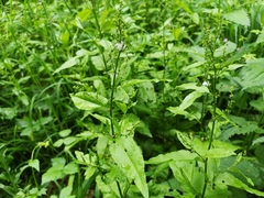 Rumex sanguineus