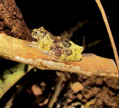 Dendropsophus marmoratus