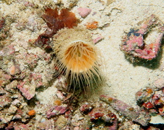 Pachycerianthus