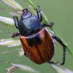 Anisoplia austriaca