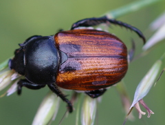 Anisoplia austriaca