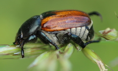 Anisoplia austriaca