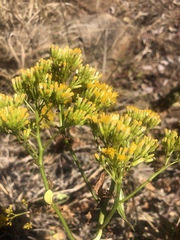 Senecio pleistocephalus
