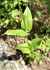 Penstemon tubaeflorus