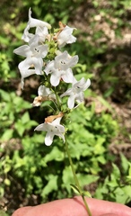 Penstemon tubaeflorus