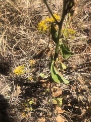 Senecio pleistocephalus