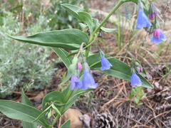 Mertensia lanceolata
