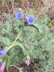 Mertensia lanceolata