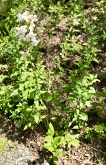 Penstemon tubaeflorus