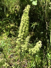 Stenanthium