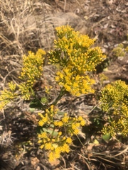 Senecio pleistocephalus