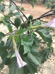 Datura stramonium