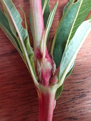 Mompha sturnipennella