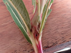 Mompha sturnipennella