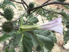 Datura stramonium