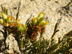 Phylica strigulosa