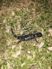 Ambystoma annulatum