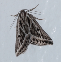 Pseudomaenas honiballi