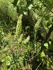 Stenanthium