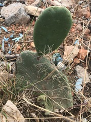 Opuntia ficus-indica