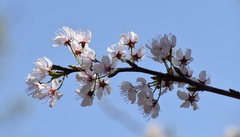 Prunus
