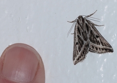 Pseudomaenas honiballi