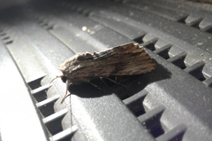 Noctuinae