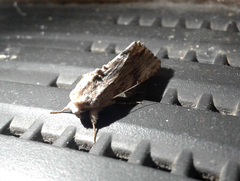 Noctuinae