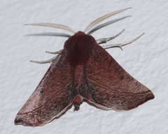 Drepanogynis villaria