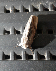 Noctuinae
