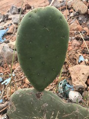 Opuntia ficus-indica
